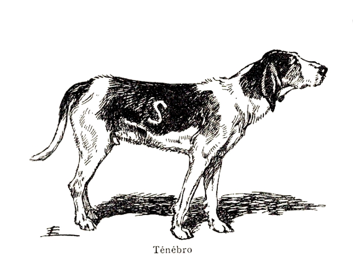Le fameux chien Ténébro - Tiré de l'ouvrage Veneurs par le commandant de Montergon (1950) - Centaure - Michel Delaveau (Paris)